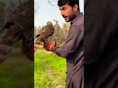 super hunting with goshawk shijra crow #animaltrap #birds #harehunting #wildlife #eagle