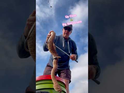 Big Rattlesnake up close and personal 🐍 #view #angle #snake #fypシ #youtube