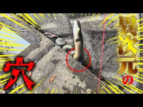 【神回】こんな所に巨大うなぎの巣窟が…