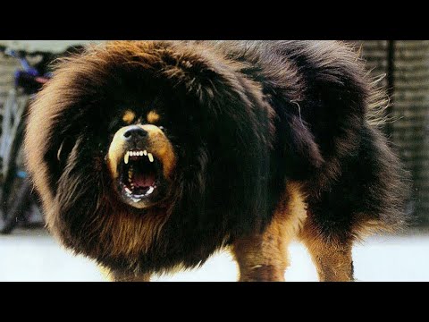 Bütün Köpeklerin Kralı! Dünyanın En Pahalı Köpeği Tibet Mastifi!