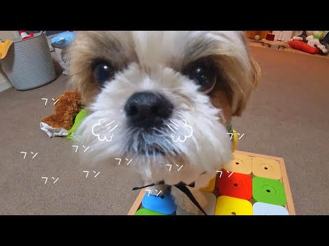 【シーズー】「鼻息すごっ！！」ってなっちゃう特等席へご案内しますw w w【犬Vlog】