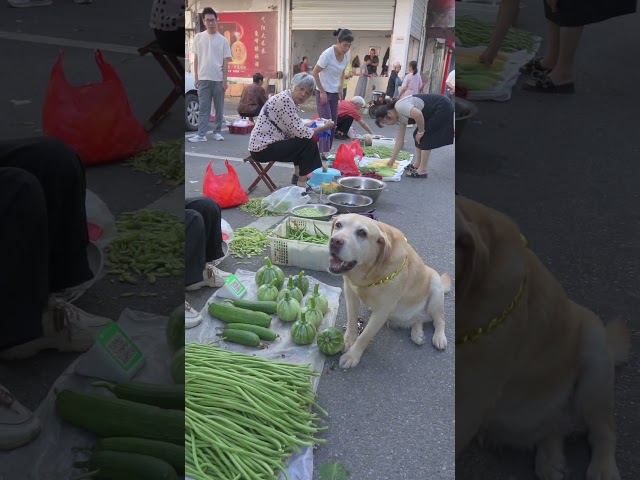 小狗拿廢舊鐵鍊換南瓜，一口還咬了兩個
