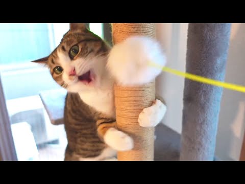 爆裂猫パンチ！
