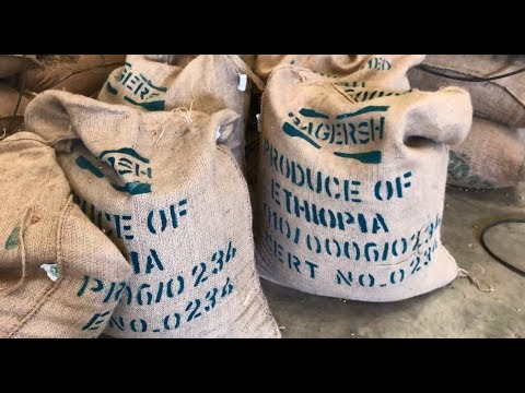 A Peek Inside an Ethiopian Coffee Plant