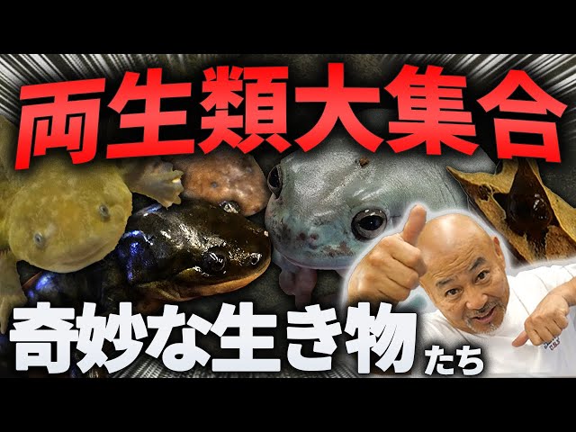#爬虫類  #両生類  #サラマンダー #オーナーズフィッシュ #カエル 
オーナーズフィッシュは大阪で28年間爬虫類ショップを営んでおります。
爬虫類初心者の息子が店長の親父に爬虫類について質問していく企画となります！
今回は入荷した両生類の紹介！
めちゃくちゃ変わった両生類がたくさん登場！
アンヒューマ×→アンフューマ〇

★目次(チャプター)

0:00 オープニング
1:00 ミツヅノコノハガエル
2:18 イエアメガエル
3:32 トウブタイガーサラマンダー
5:47 グレーターサイレン
6:33 ミツユビアンフューマ
8:44 エンディング


★オーナーズフィッシュ公式サイト
https://ownersfish.official.jp/

★Twitter
https://twitter.com/ownersfish

★Instagram
https://www.instagram.com/ownersfish/

★Line公式アカウント
https://line.me/R/ti/p/%40320jymis

★Linktree
https://linktr.ee/ownersfish