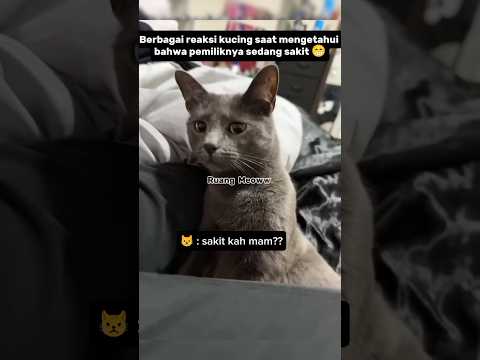 Reaksi lucu kucing ketika pemiliknya sakit#shorts #kucing #funnycats #catlovers #shortsvideo