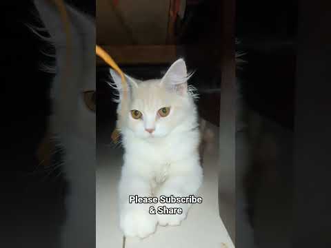 Cat Videos | Mochi | Funny Videos| Cat Videos #cat #catvideos #shorts #trendingshorts #funny-7