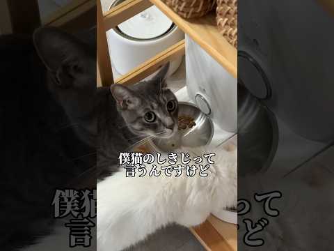 猫草が生える自動給水器がウチにやってきた件