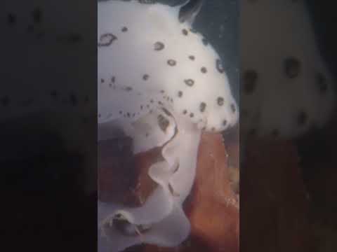 ⚠️ Some worms can be harmful | Educational Videos for Children | @HappyLearningEN
