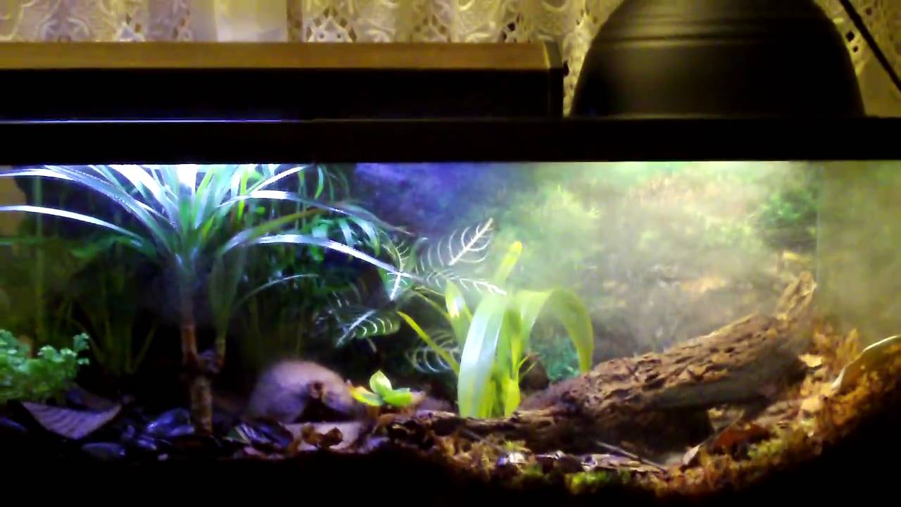 NEW Poison Dart Frog Terrarium! - YouTube