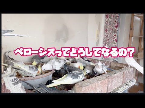 「質問きました」ペローシスってどうしてなるの?