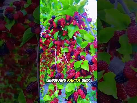 how to agriculture #buah #buahbuahan #shortvideo #fruit #pepperspray #farming #agriculture