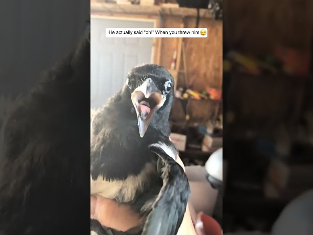 “We’ll chill lady in trying to leave out this  invisible force field”🐧🏠#birds #funny #animals