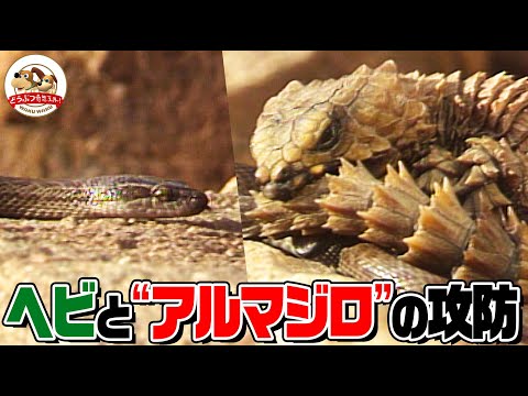 【アフリカ爬虫類対決】ゴツゴツの”よろい”をまとったアルマジロトカゲが危険なヘビに対して取った行動とは？【どうぶつ奇想天外／WAKUWAKU】