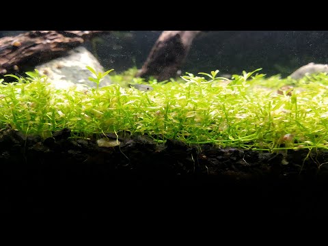 Pearl Weed Carpet 3 Month Update | No co2 No Ferts Its been 3 months since we started carpeting the bottom of our aquarium with pearl weed. So far it's