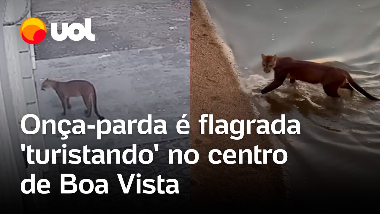 Onça parda é flagrada passeando no centro de Boa Vista e surpreende moradores veja vídeo