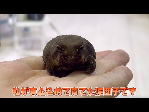 私が真心込めて育てた泥団子がこちらです