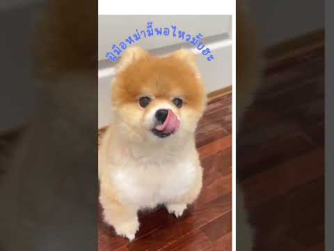 หม่ามี๊ตัดให้เอง หล่อมั้ยครับ #dogshorts #pomeranian #dogslife