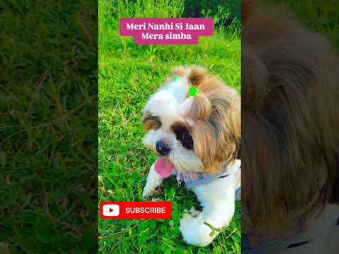 Meri Akho ki chamak meri shaan #viral #pets #love #puppy