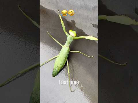 Duniya Ka Sabse Khatarnak Keeda 🫣🫨 #raipur #￼￼￼Zehreela #ytviral #status ￼