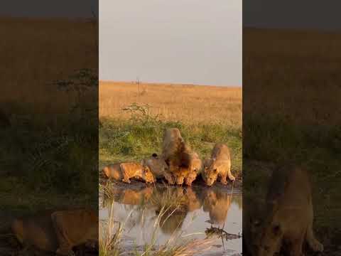 Magical motion shortyal clup clip in sunset visios