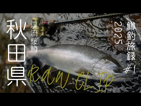 「鱒釣旅録 / RAW CLIP 2025」秋田県/渓流桜鱒🇯🇵