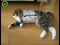 Weird cat loves carton boxxes