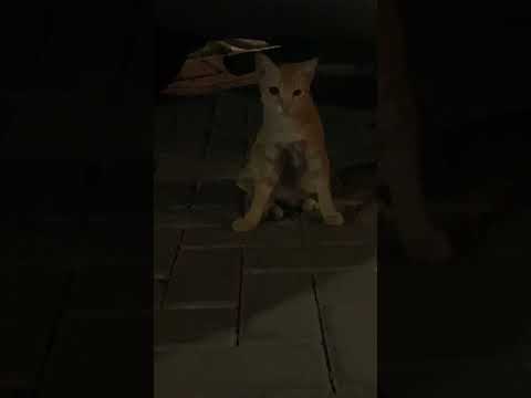 Kucing Puman Ngapain Di Sana? #cat #nizamkucinglucu #kitten #貓咪日常 #cute #imut #貓 #funny #animals