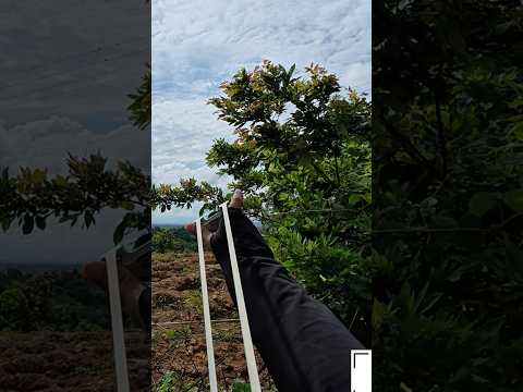 Cu Ngói Xa Xa Nhìn Như Chim Sẻ Luôn 😁 head shot #sanbat #top #slingshot #nacaosu