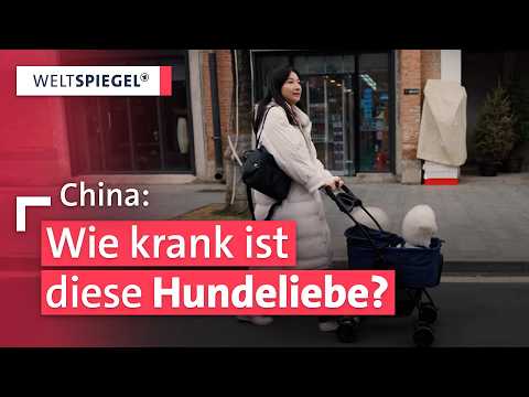 Wenn Hunde verheiratet werden: Die skurrile Welt der vermenschlichten Haustiere in China