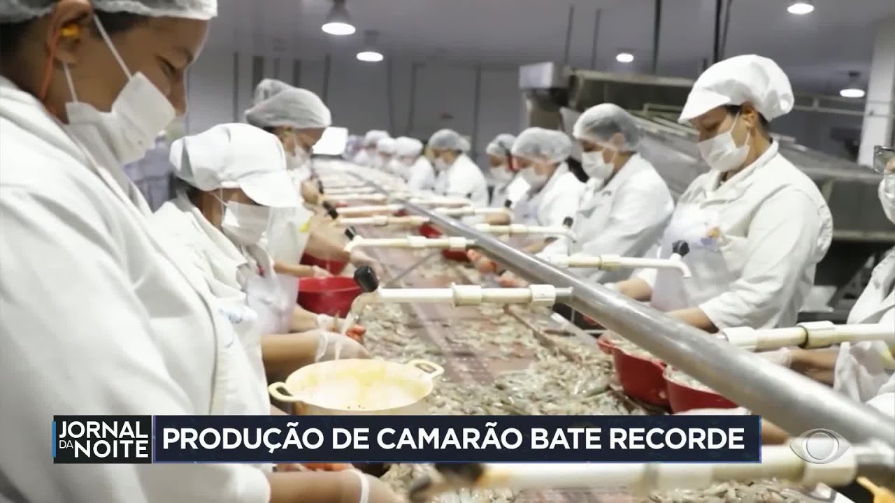 Produção de camarão bate recorde