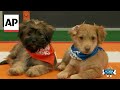 Puppy Bowl celebrates 20 years