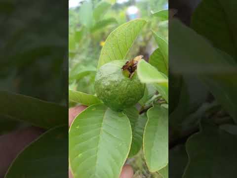 amrut ka paudha 🪴 || #garden #terrace #trending #shorts #fyp #plants #vegetables