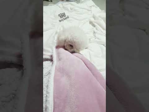 잘 준비 하는 강아지. 피곤한 강아지#말티푸 #귀여운강아지 #강아지 #shorts