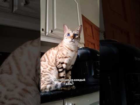 Мотивация дня #коты #кот #мотивация