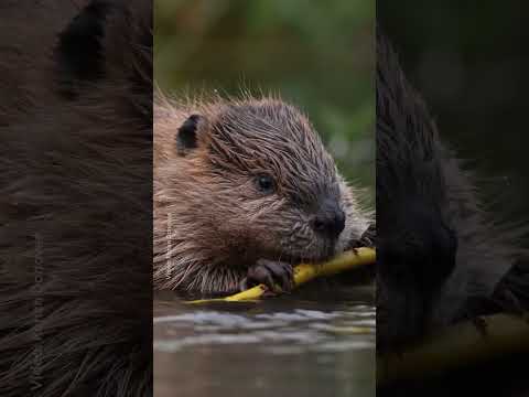 Dinner is served! 🍽️ 🦫 #Beavers #NationalGeographic