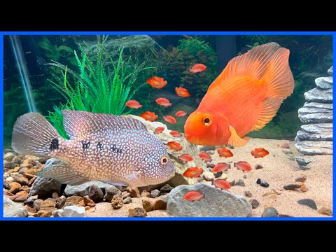 Breeding RED TEXAS Cichlids! In this video, I set up my 40 gallon aquarium as a red texas cichlid breeding tank! Thanks for watch