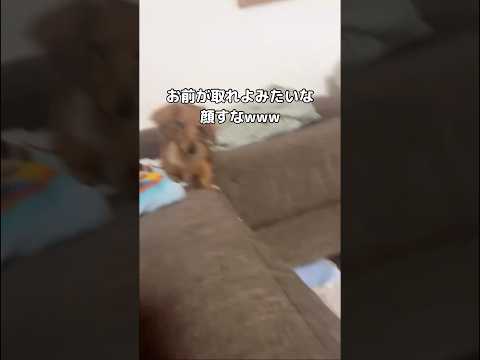癒しと笑いのミニチュアダックスフンド動画：表情豊かなショート映像 サムネイル