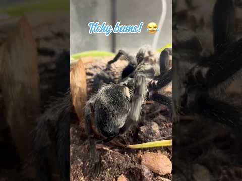 Tarantulas get itchy bums too! 😂 #tarantula #spider #pets #fyp #animals #wildlife #brazil #uk