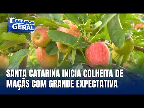 Abertura da safra da maçã em Santa Catarina prevê crescimento de 10%