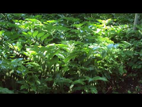 Ennio Morricone    -    ** The Green Leaves of Summer **  (1080p)