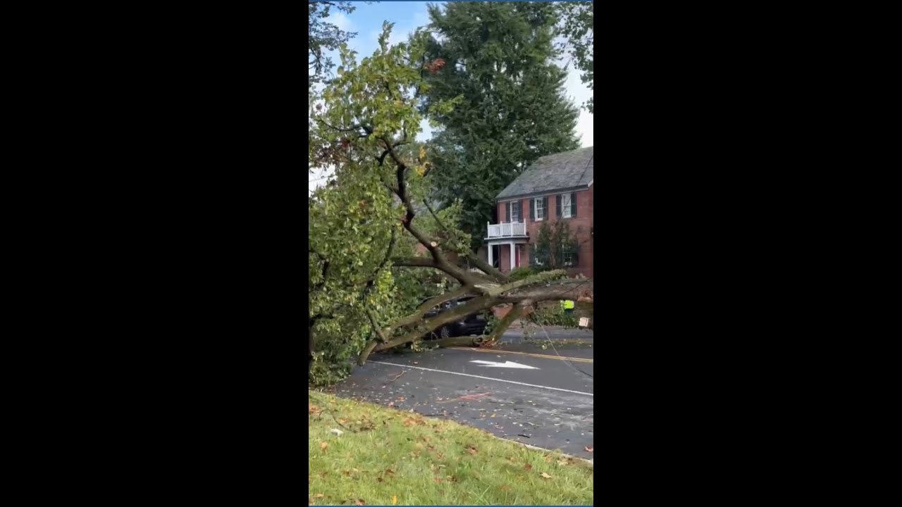 Large falling tree barely misses driver