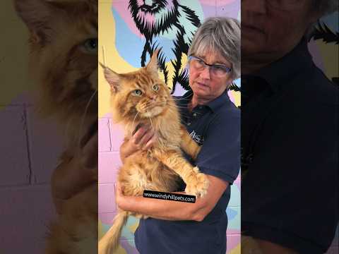 Goodbye, King Aslan! Kathy's Giant Red Maine Coon  Goodbye, King Aslan! Kathy's Giant Red Maine Coon Retires! (Looking for Forever Home!)

Hi, I'm Mark