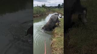 Strong buffalobull in deep water #shorts #buffalovideo #buffalo #trending #shortsfeed #indiatopindia