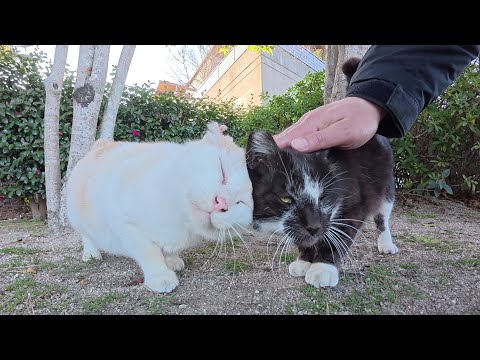 黒マスク猫とクリーミーな茶シロ猫が仲良くパトロールをする