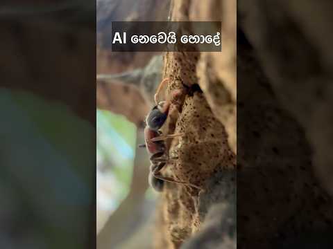 Real life of Ant 🐜 #relaxing #nature #relax #shorts