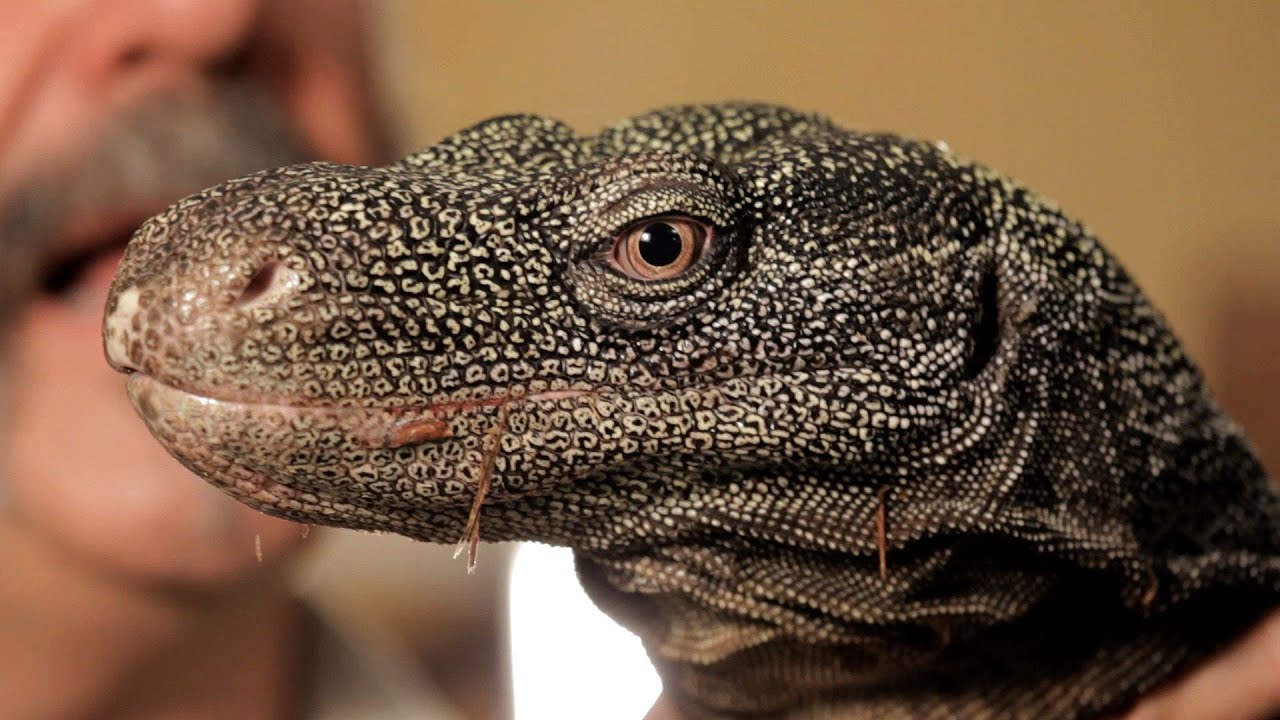 5 Cool Facts about Monitor Lizards | Pet Reptiles - YouTube