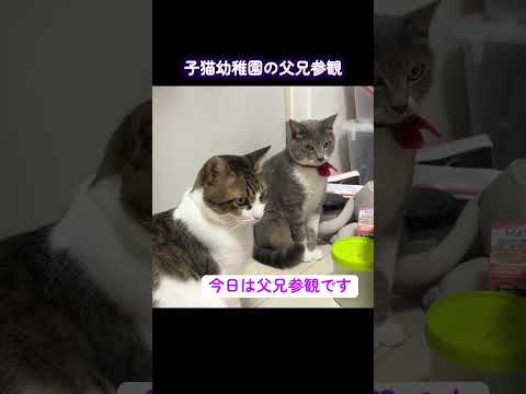 子猫幼稚園の父兄参観日、張り切る子猫兄妹 #cat  #猫  #ねこ  #保護猫 #cute #猫のいる暮らし #子猫 #shorts  #こねこ
