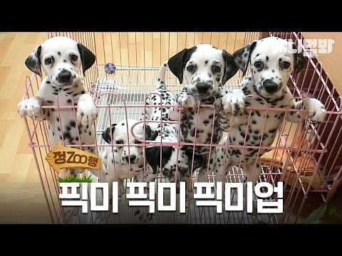 | EP.48 #<strong>동물농장</strong> #animalfarm
