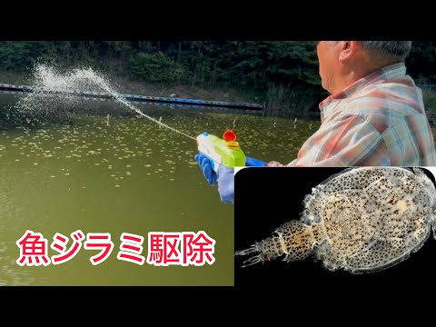 魚ジラミ駆除 へら鮒を元気にするために 3回ホームグランドで